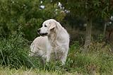 GOLDEN RETRIEVER 938